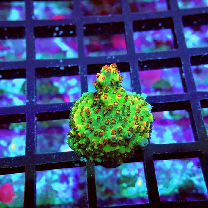 Acro Frag Aquaculture