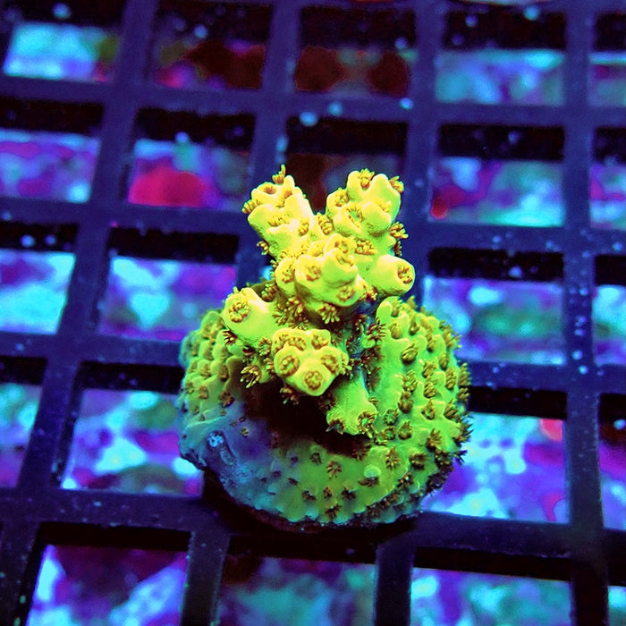 Acro Frag Aquaculture