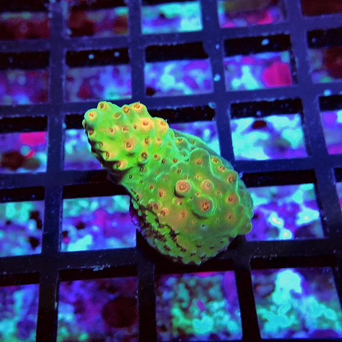 Acro Frag Aquaculture