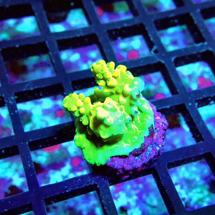 Acro Frag Aquaculture