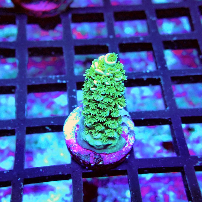 Acro Frag Aquaculture