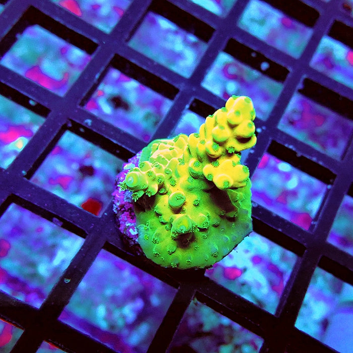 Acro Frag Aquaculture