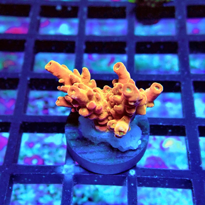 Acro Frag Aquaculture