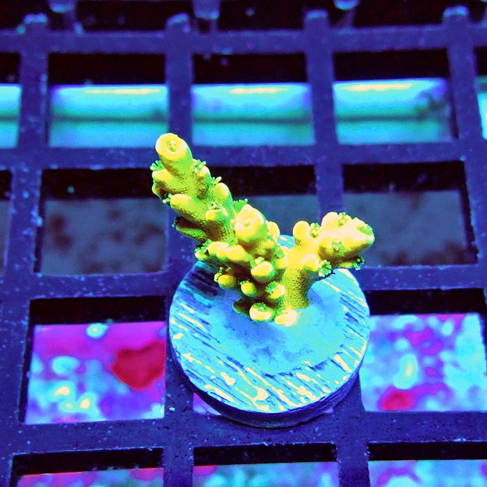 REx Yellow Frodo Acro