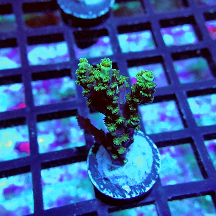 Tenuis Dark Green Pink Scales Acro