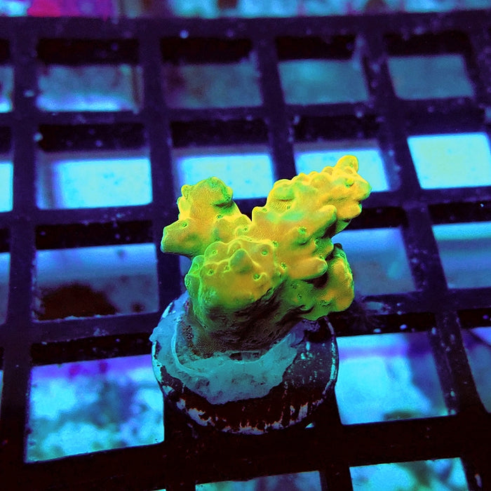 REx Yellow Frodo Acro