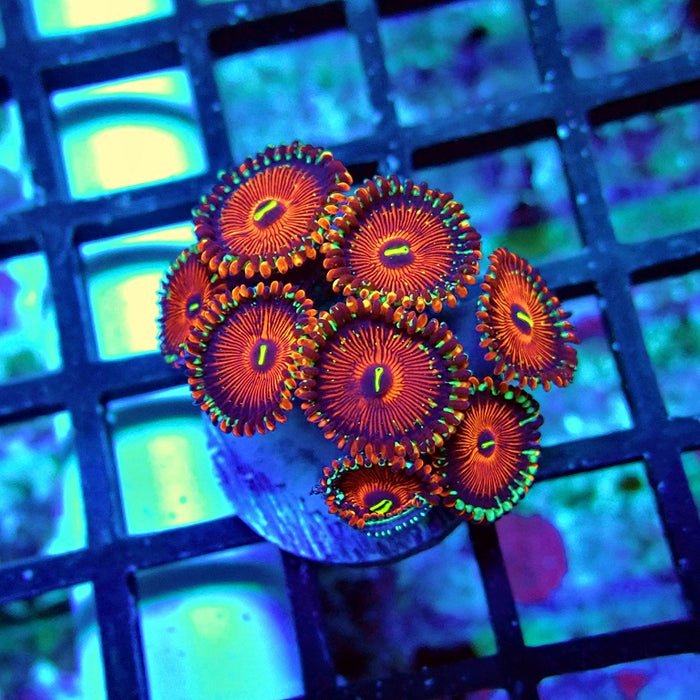 Ultra Zoas Frag