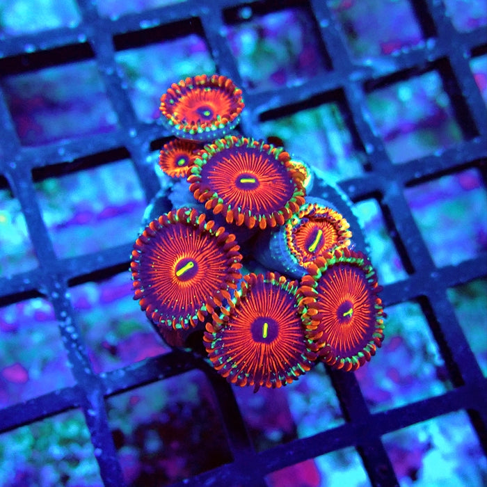 Ultra Zoas Frag