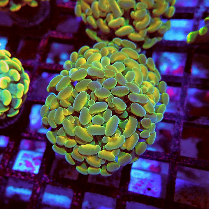 Euphyllia Gold Hologram