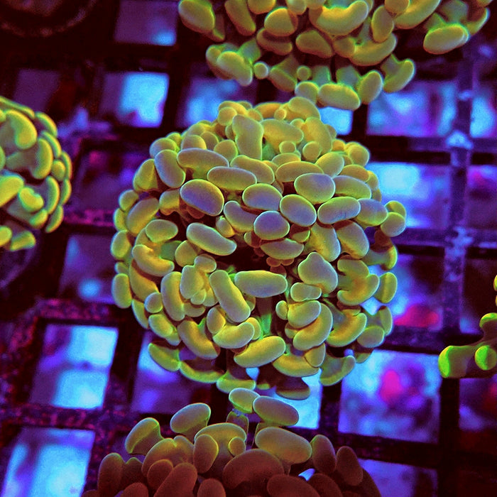 Euphyllia Gold Hologram