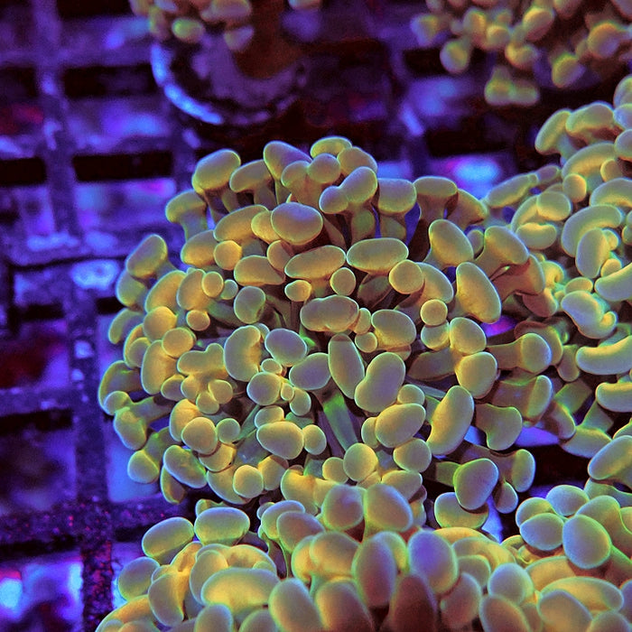 Euphyllia Gold Hologram