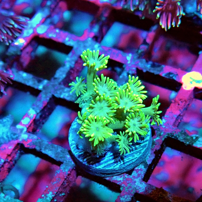 Goniopora Bright Green