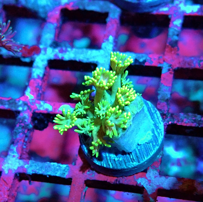 Goniopora Bright Green