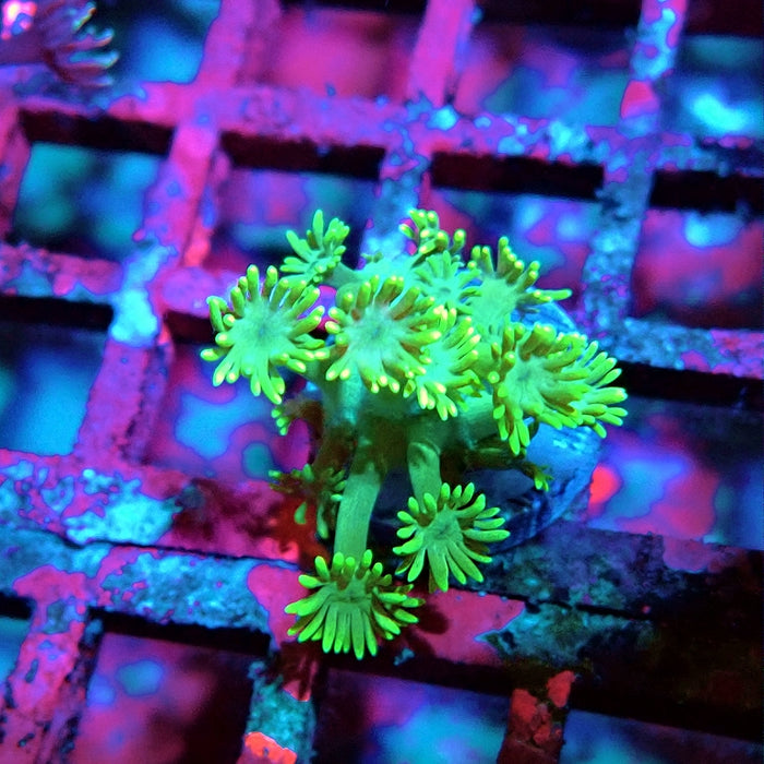 Goniopora Bright Green