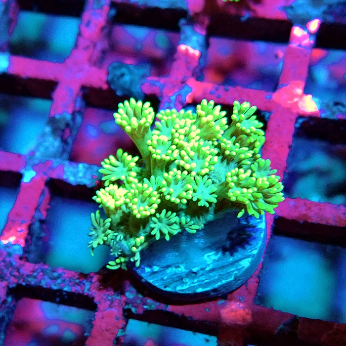 Goniopora Bright Green