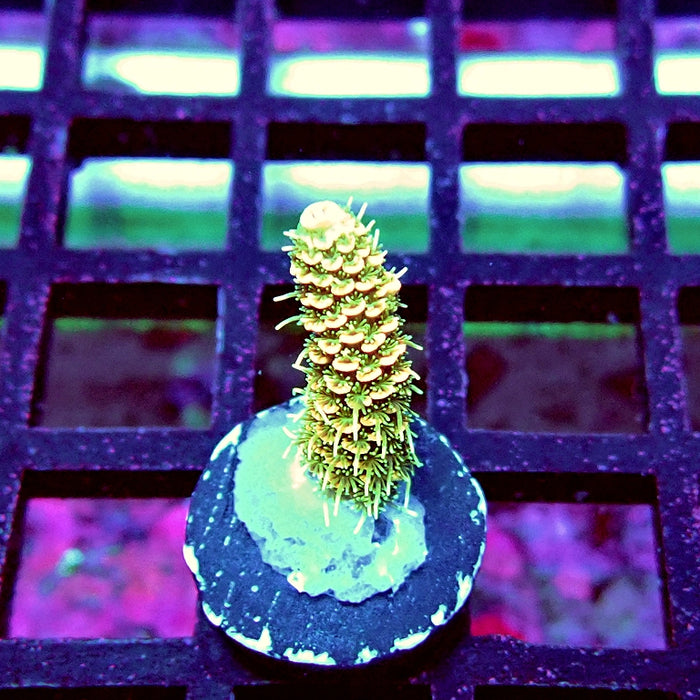 Bright Fuzzy Mille Acro