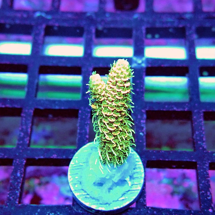 Bright Fuzzy Mille Acro