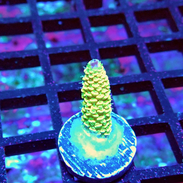 Bright Fuzzy Purple Tips Mille Acro