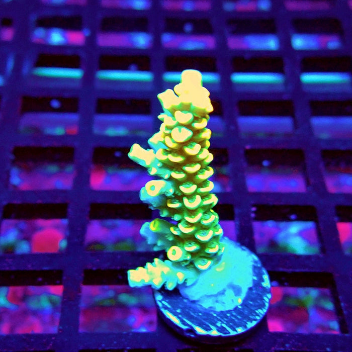 Golden Smoke Tenuis Acro