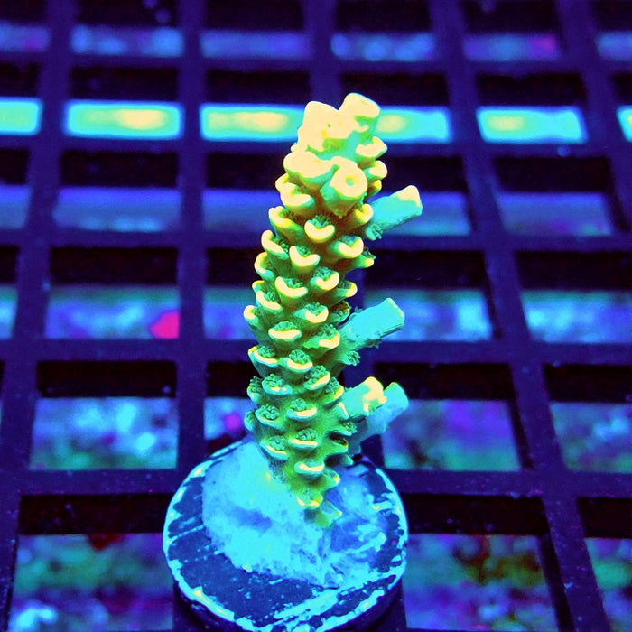 Golden Smoke Tenuis Acro