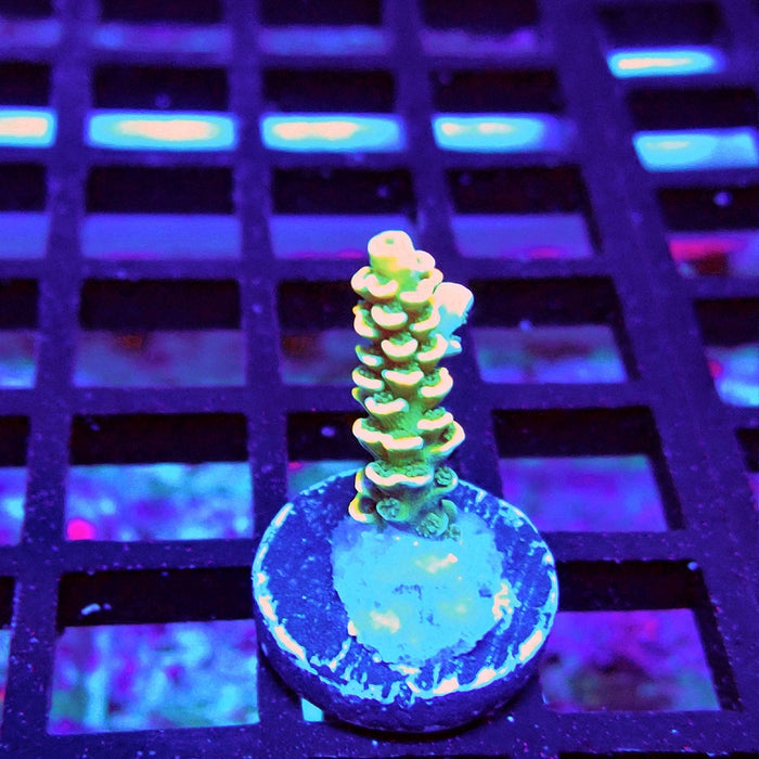 Golden Smoke Tenuis Acro