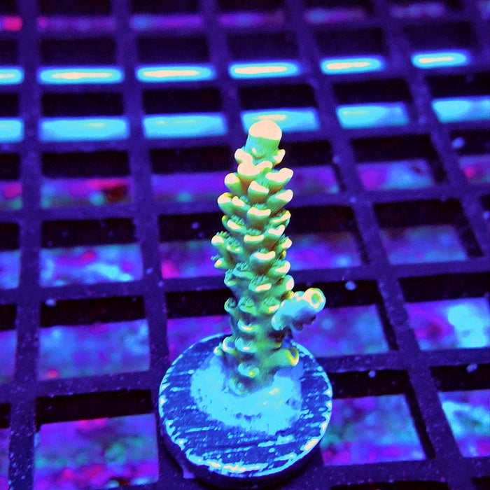 Golden Smoke Tenuis Acro