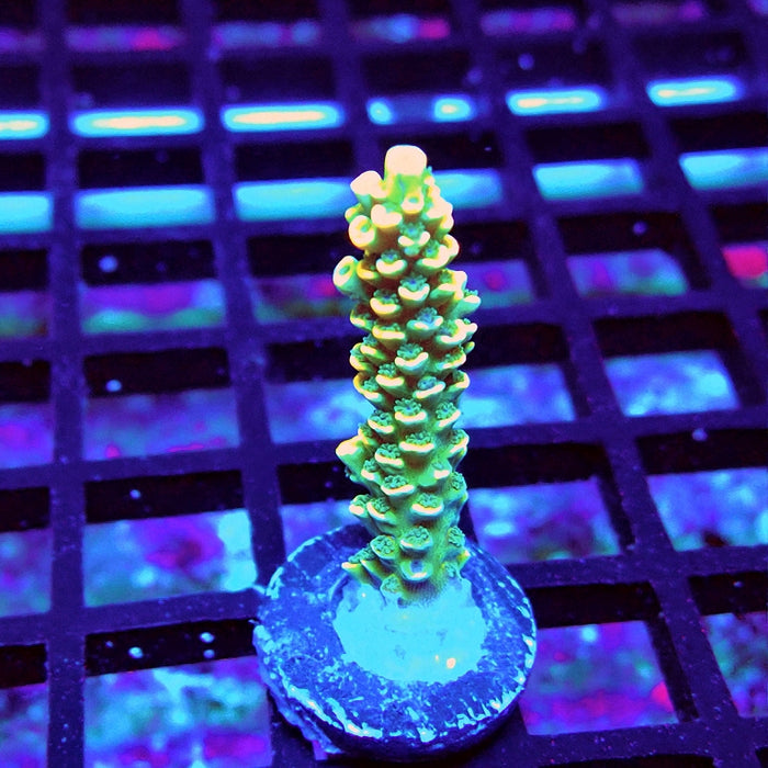 Golden Smoke Tenuis Acro