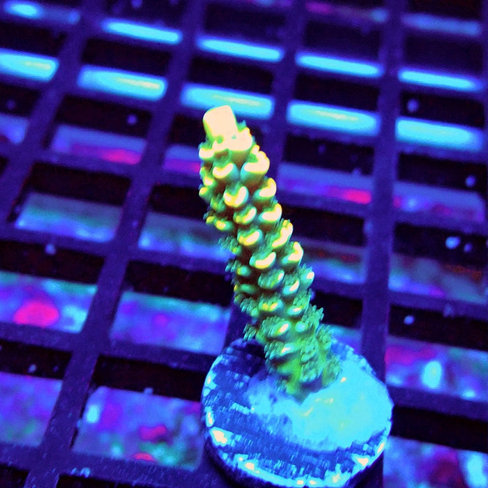 Golden Smoke Tenuis Acro