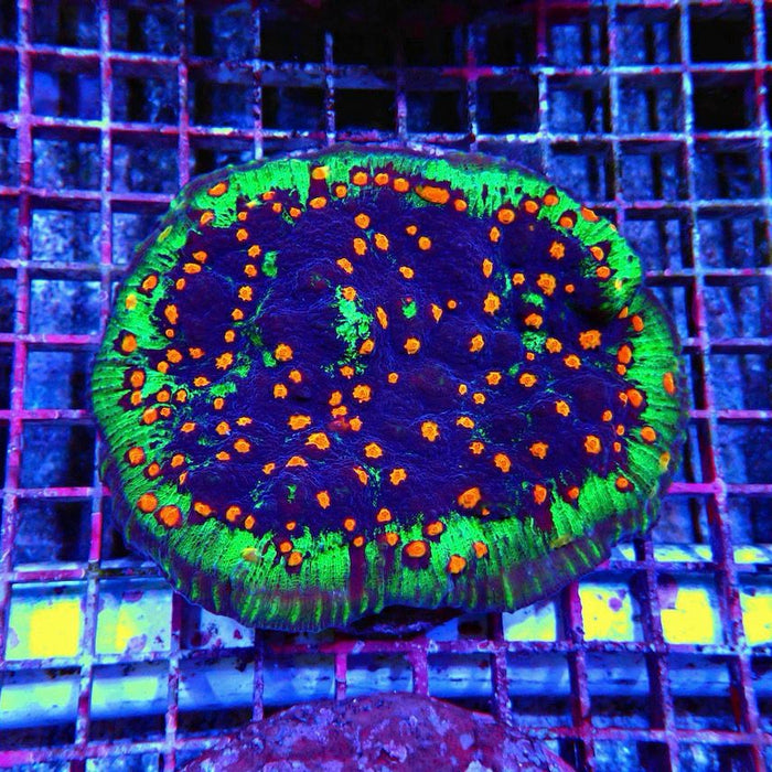 Oxypora Chalice Corals Colony