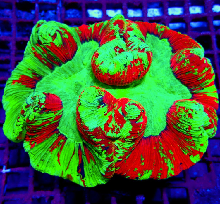 Wellsophyllia Coral Premium