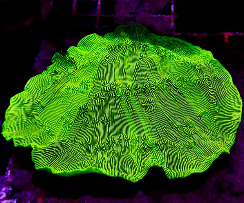 Leptoseris Colony