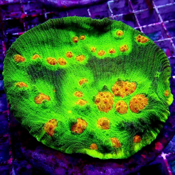 Chalice Premium Colony