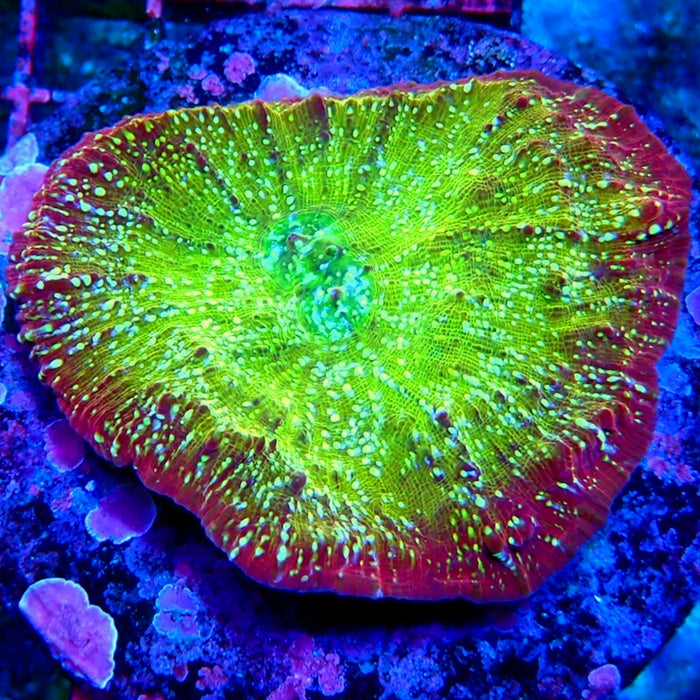 Chalice Premium Colony
