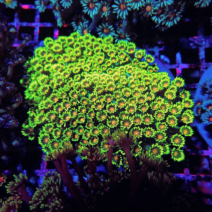 Goniopora Long Polyps Premium Colony XL (5–6 inches)