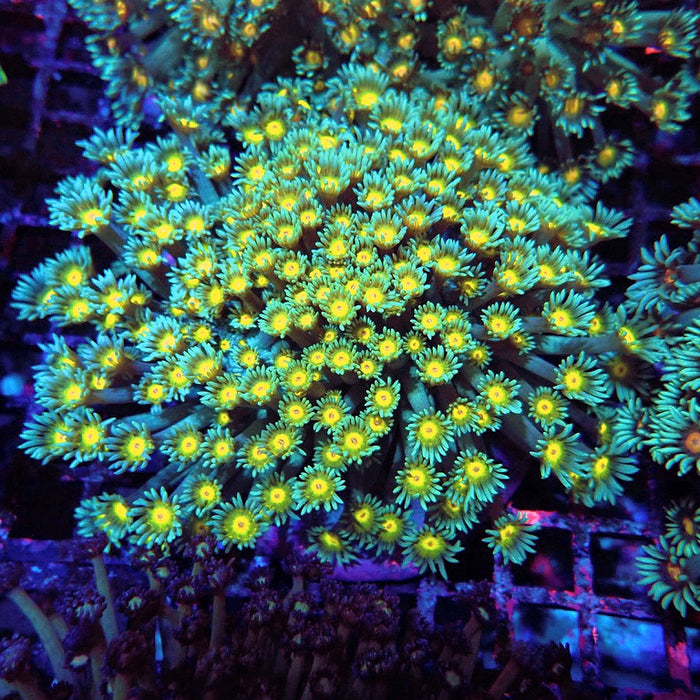 Goniopora Long Polyps Premium Colony XL (5–6 inches)