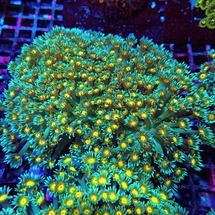 Goniopora Long Polyps Premium Colony XL (5–6 inches)