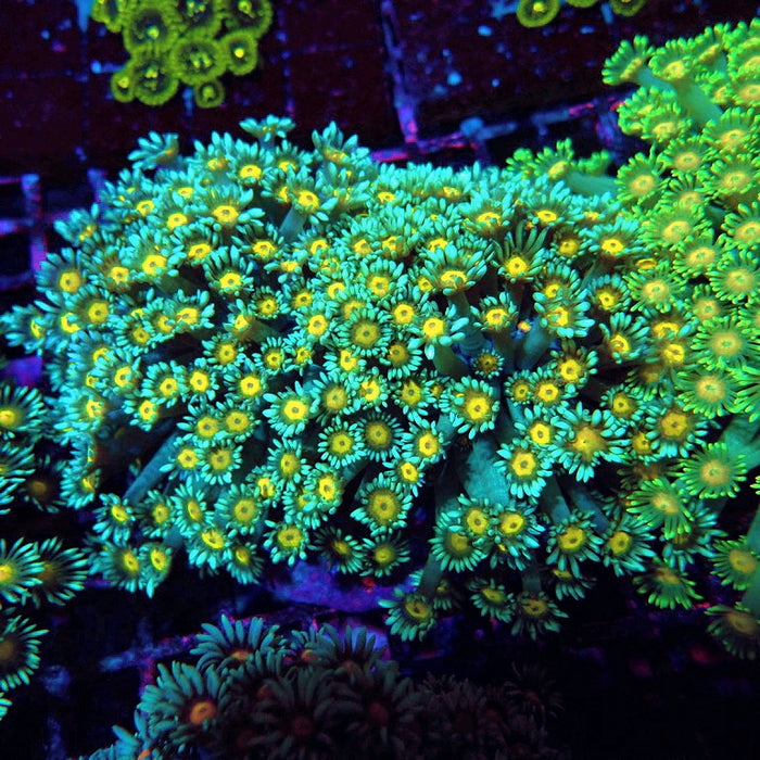 Goniopora Long Polyps Premium Colony XL (5–6 inches)
