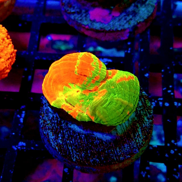 Scolymia Bleeding Apple Premium Coral Frag