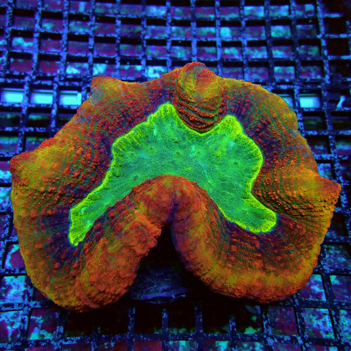 Lobophyllia Rainbow