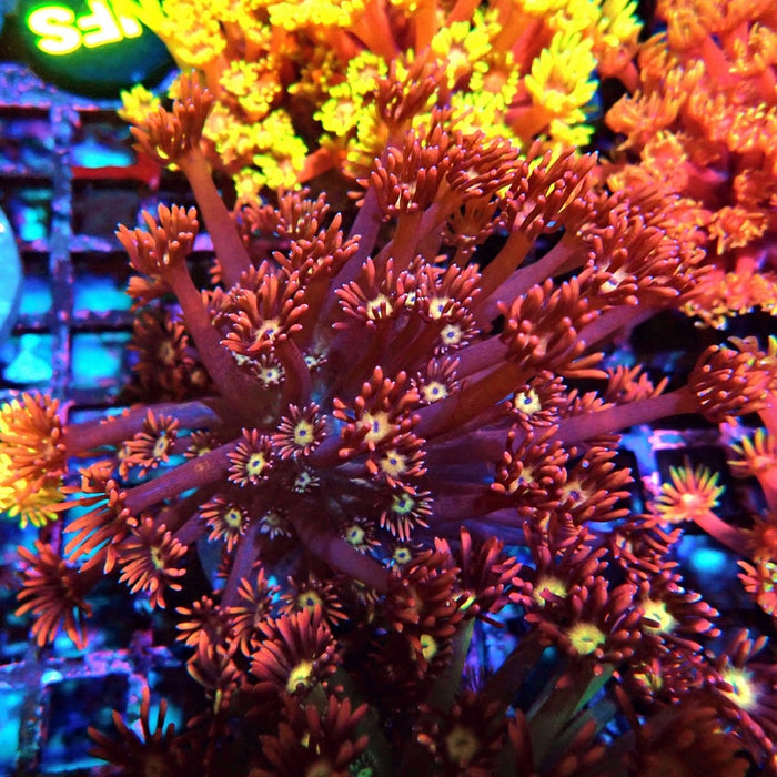Colorful Red Goniopora Colony
