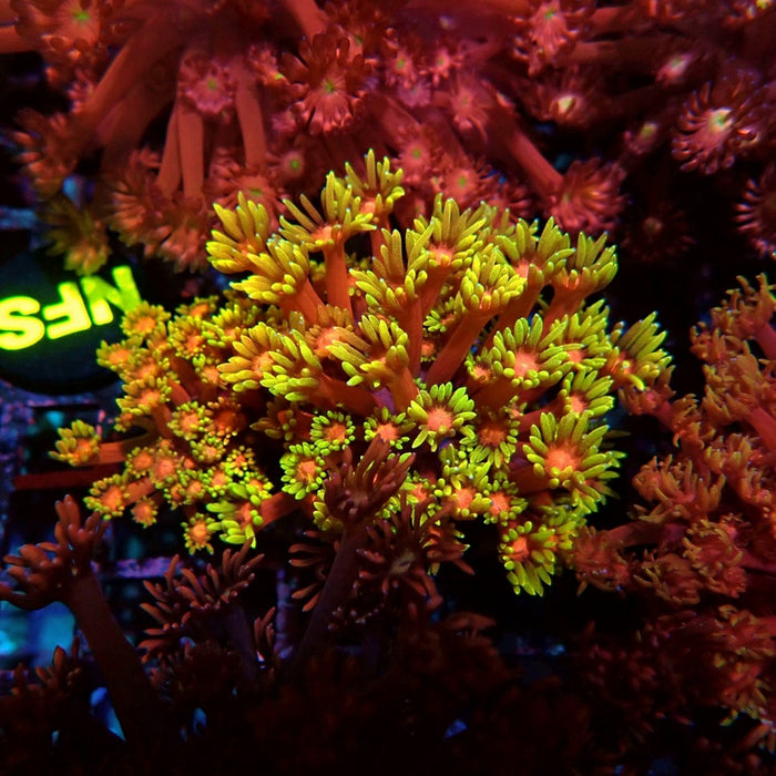 Colorful Red Goniopora Colony