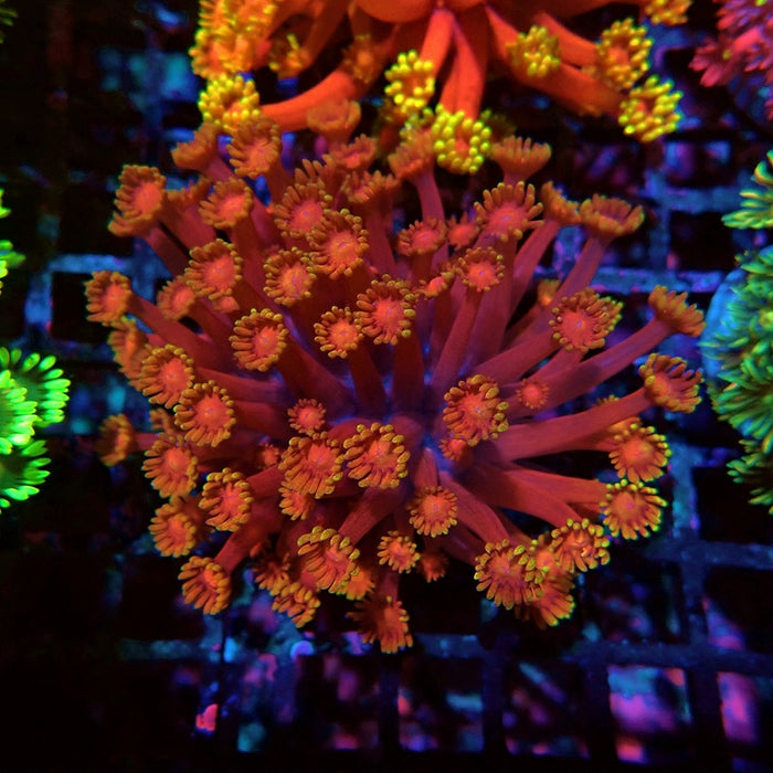 Colorful Red Goniopora Colony