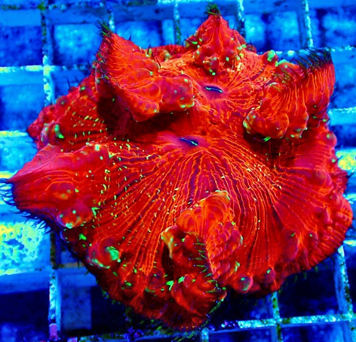 Blastomussa Premium Colony