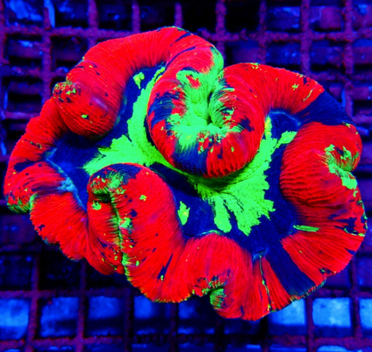 Wellsophyllia Coral Premium