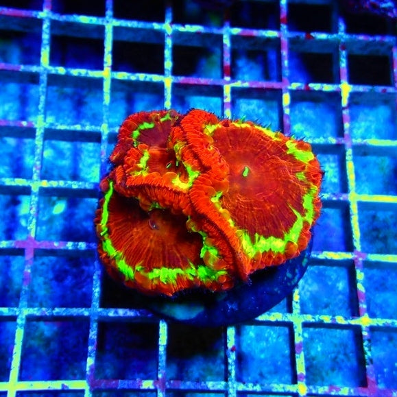 Blastomussa Premium Colony