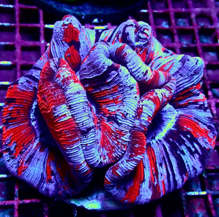 Wellsophyllia Coral Premium