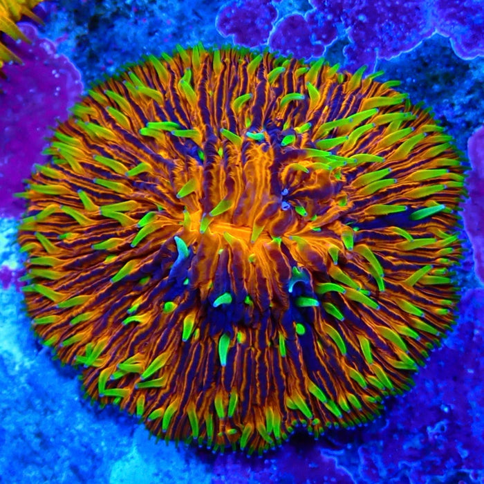 Plate Coral Fungia Rare Premium
