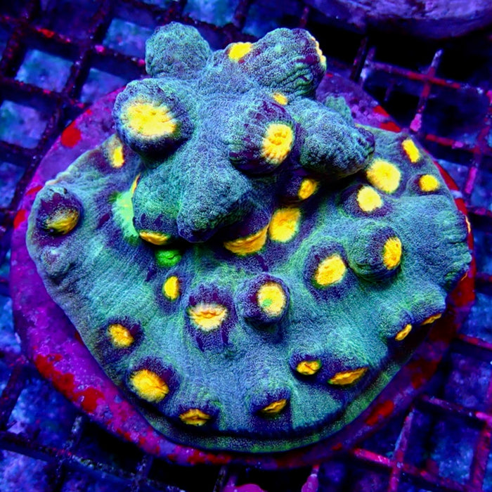 Chalice Premium Colony