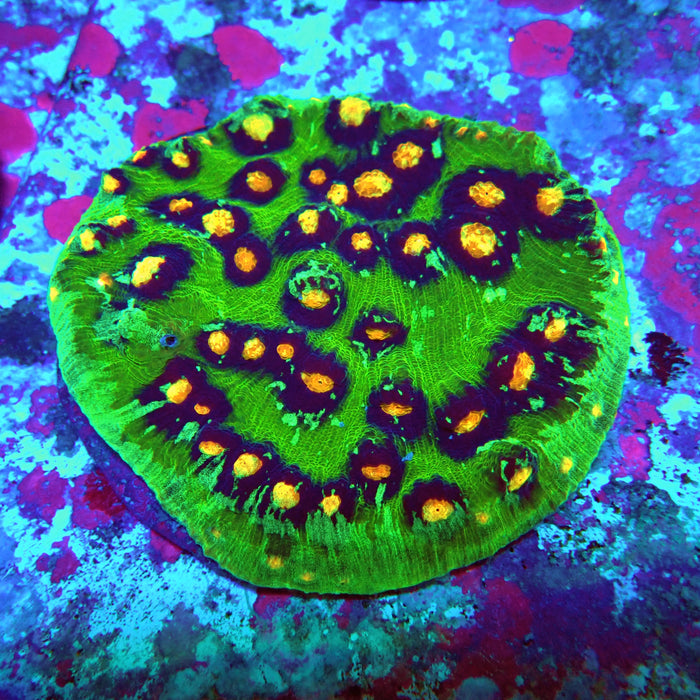 Chalice Premium Colony