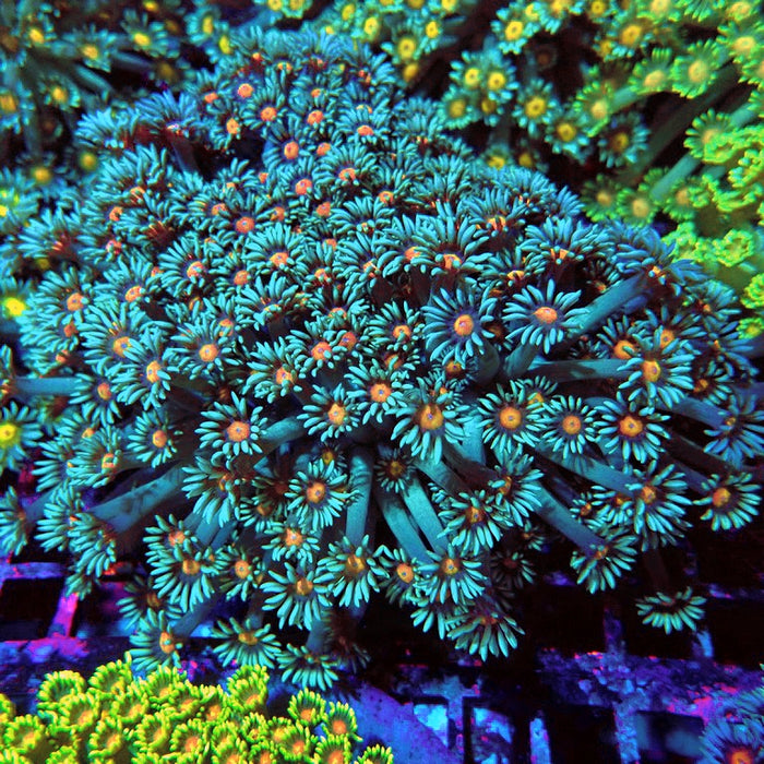 Goniopora Long Polyps Premium Colony XL (5–6 inches)
